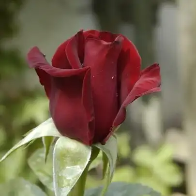 Rosa Schwarze Madonna™ - roșu - trandafir teahibrid